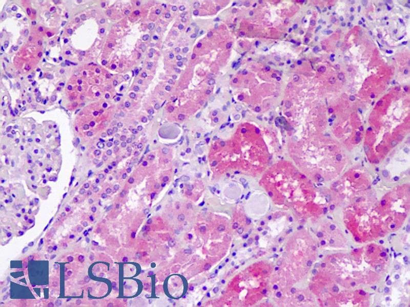 IHC-plus™ SLC36A1 Antibody (aa1-30)