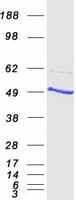 Human RBBP4 / RBAP48 Protein (Recombinant Myc-DDK (Flag))