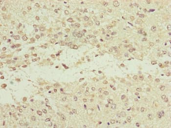 NEDD1 Antibody