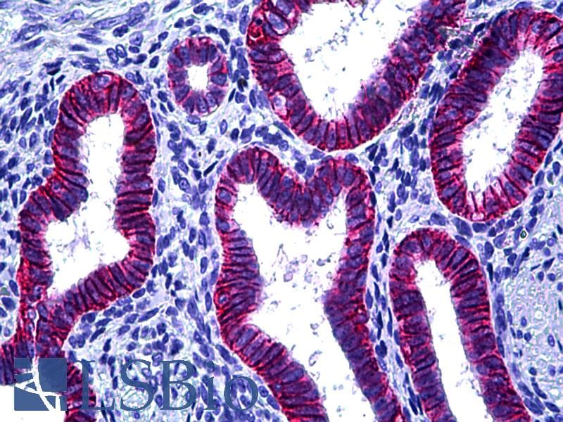 PathPlus™ EPCAM Antibody (clone MOC-31, Concentrated)