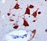 NeuN Antibody (clone A60, Ready-to-Use)
