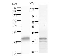 STAMBPL1 Antibody (clone 2020C4a)