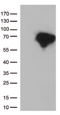 DOK3 Antibody (aa63-317, clone OTI3G9, Carrier-free)