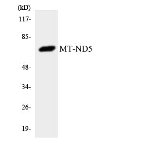 MT-ND5 Antibody (aa310-359)