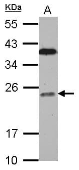 BCL7C Antibody