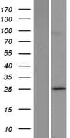 POLR3G Protein (Over-Expression Lysate Myc-DDK (Flag))