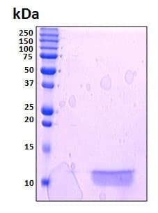 Human IGF2 Protein (Recombinant 6His, N-terminus)