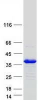 Human STX1B / Syntaxin 1B Protein (Recombinant Myc-DDK (Flag))