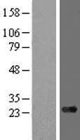 ARMC7 Protein (Over-Expression Lysate Myc-DDK (Flag))
