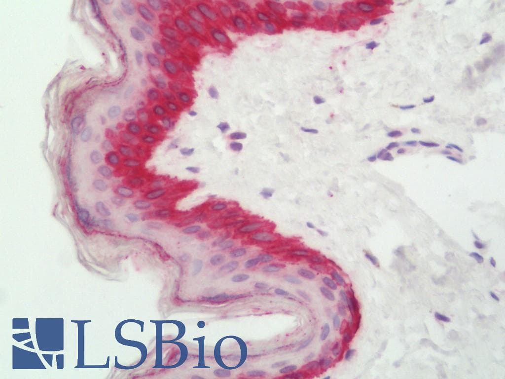 IHC-plus™ CDO1 / Cysteine Dioxygenase Antibody