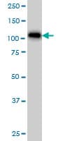 ARHGAP4 Antibody (clone 3F7)