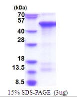 Human CREBZF / Zhangfei Protein (Recombinant His)