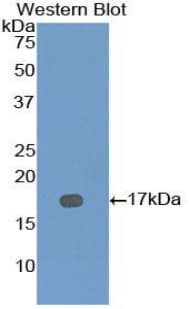 BMP7 Antibody (aa292-430)