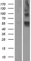 Human OR4S1 Protein (Over-Expression Lysate Myc-DDK (Flag))