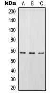 STAM2 Antibody (phospho-Tyr192)