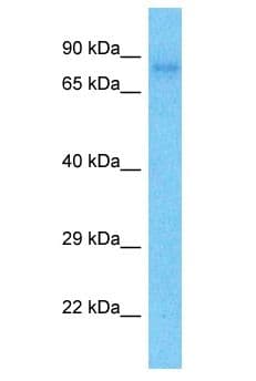 PROX1 Antibody (aa303-352)