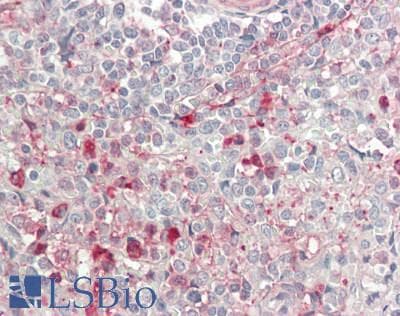 CD86 Antibody (aa46-282)