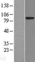 Human ERCC2 / XPD Protein (Over-Expression Lysate Myc-DDK (Flag))