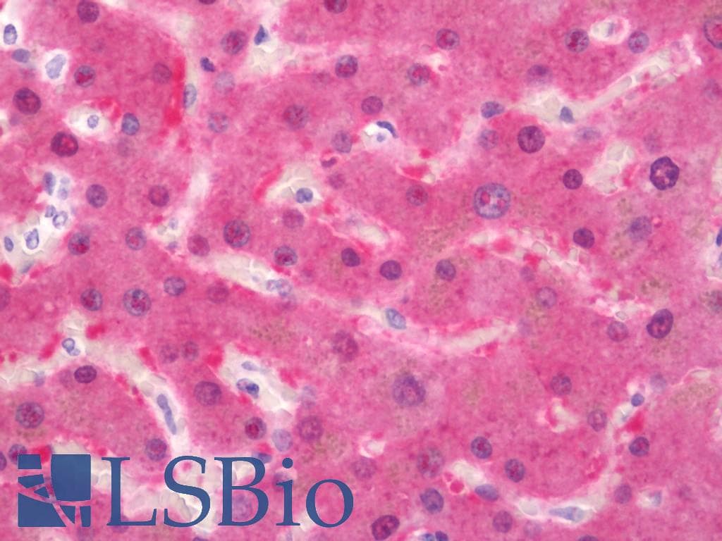 IHC-plus™ SEC14L2 Antibody (clone 4H2)