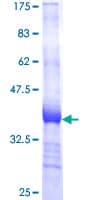 Human GABARAPL2 / ATG8 Protein (Recombinant GST, N-terminus)