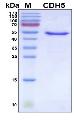 Human CD144 / CDH5 / VE Cadherin Protein (Recombinant His, N-Terminal)