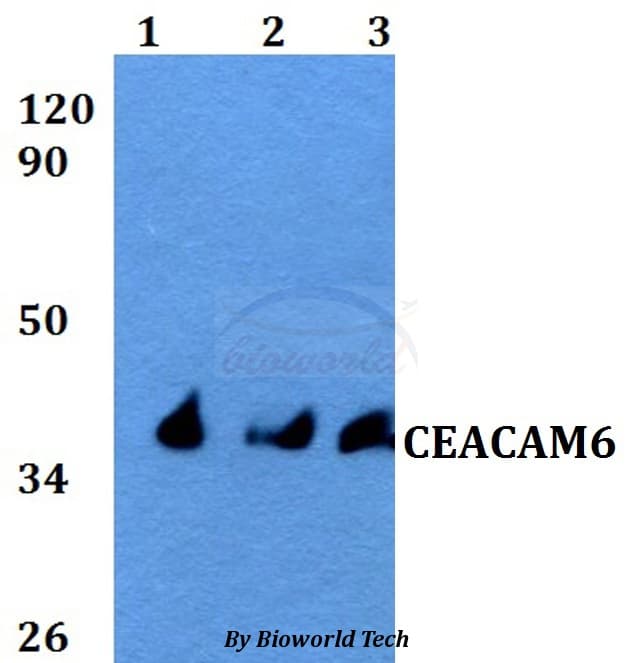 Polyclonal Rabbit anti-Human CD66c / CEACAM6 Antibody (WB)