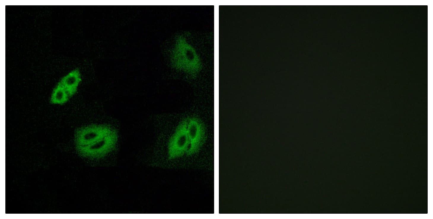 OR4B1 Antibody (aa260-309)