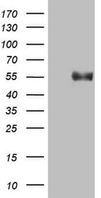 B4GALT3 Antibody (aa100-393, clone OTI1G9)