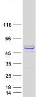 Human VWA5A Protein (Recombinant Myc-DDK (Flag))