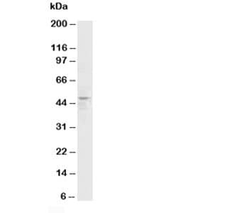 HRH3 / Histamine 3 Receptor Antibody (aa428-445)
