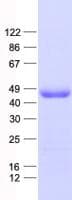 Human WDR31 Protein (Recombinant His, N-Terminal)