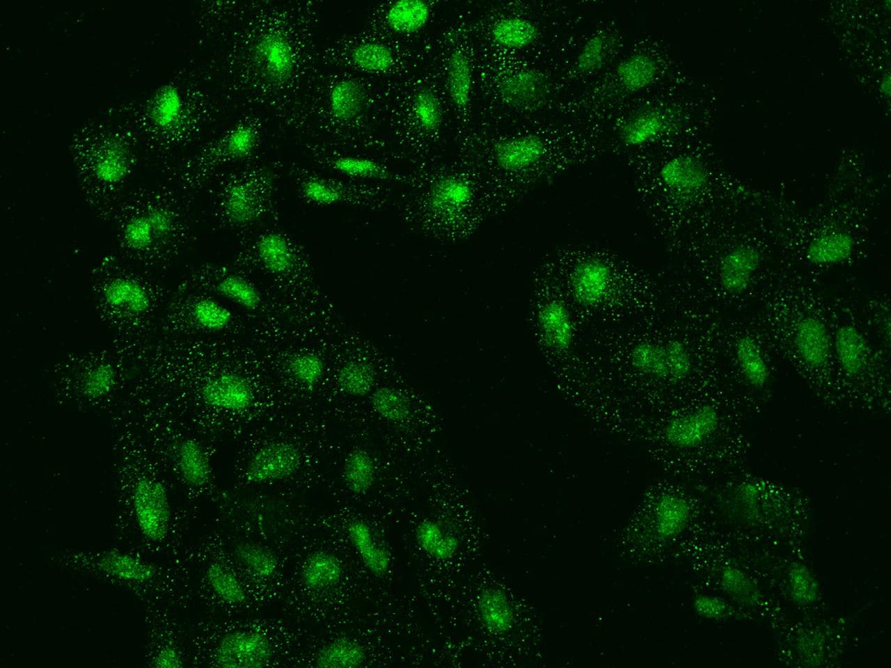 FAM155A Antibody