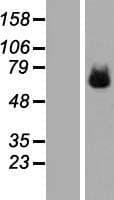 ILT2 / CD85 Protein (Over-Expression Lysate Myc-DDK (Flag))