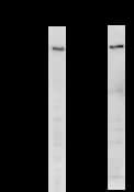 Monoclonal Mouse anti-Human CREBBP / CREB Binding Protein Antibody (clone CBP5I001, IF, WB)