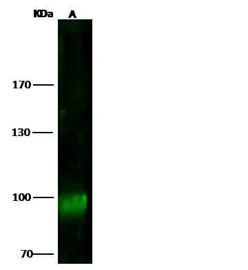 MSH5 Antibody (Preservative Free)
