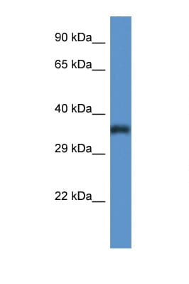 PIGC Antibody (C-Terminus)