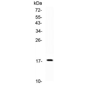 FGF2 / Basic FGF Antibody