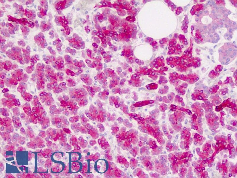 IHC-plus™ Polyclonal Rabbit anti-Human ZIC4 Antibody (aa299-334, IHC, WB)