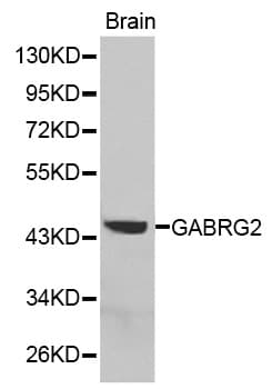 GABRG2 Antibody