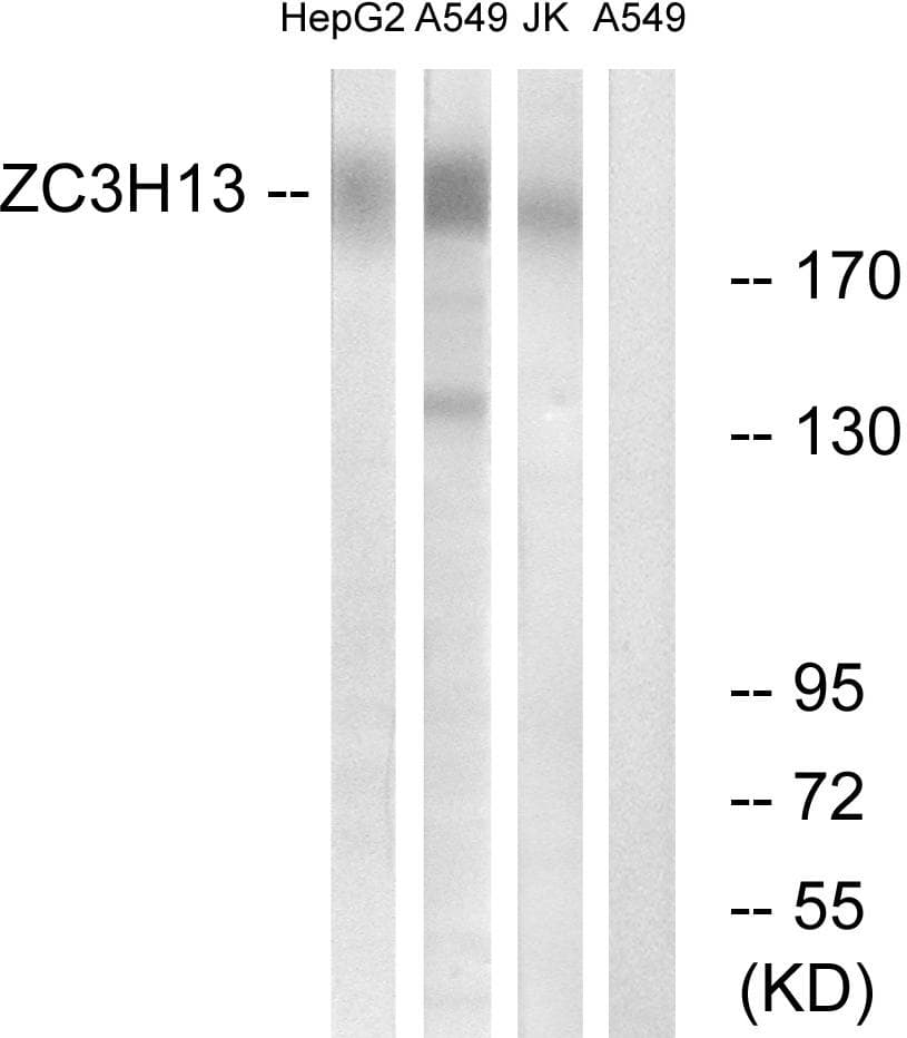 ZC3H13 Antibody