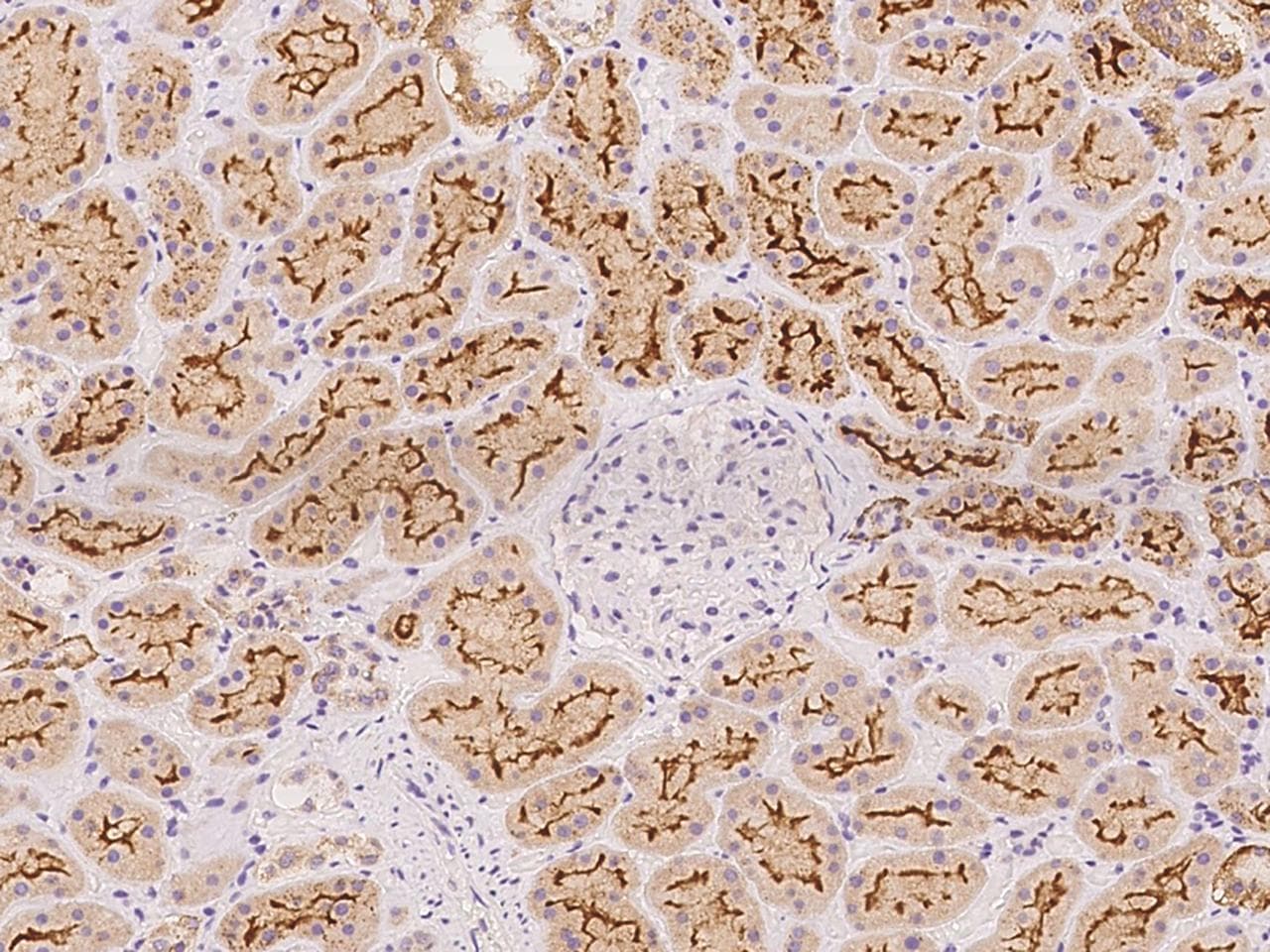 PCDHB5 Antibody