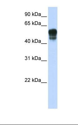 SPNS1 / Spinster Antibody (N-Terminus)
