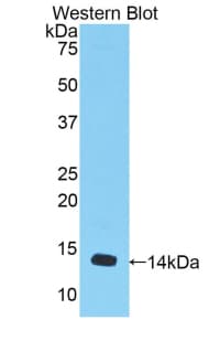MSTN / GDF8 / Myostatin Antibody (aa268-376)