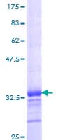 Human KLF2 Protein (Recombinant GST, N-terminus)