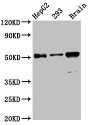 Polyclonal Rabbit anti-Human ZFP57 Antibody (WB)