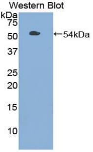 TLR3 Antibody (aa727-905, APC)