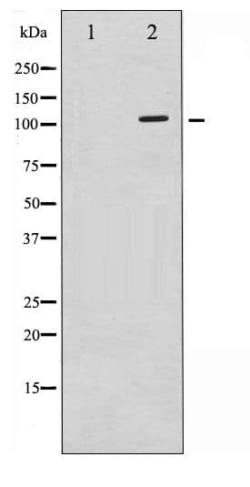 cPLA2 Antibody (phospho-Ser505)