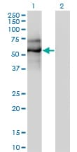 EBF / EBF1 Antibody (clone 1C12)