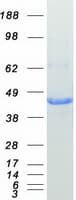 Human GLUL / Glutamine Synthetase Protein (Recombinant Myc-DDK (Flag))