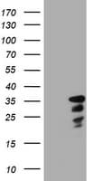 JUN / c-Jun Antibody (clone OTI3F2)